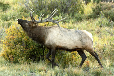 Elk 2008-09-16