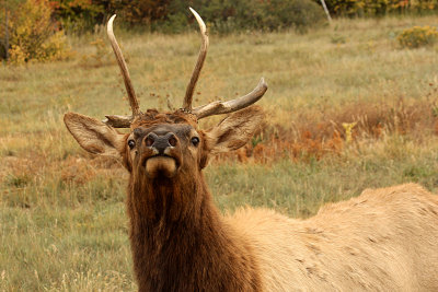 Elk 2008-10-14