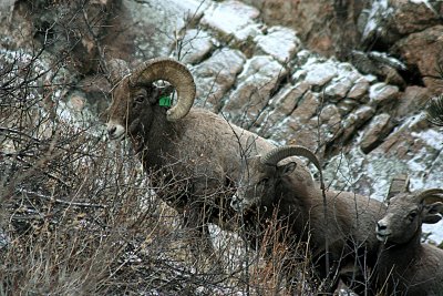 Bighorn Sheep 2006-12-17