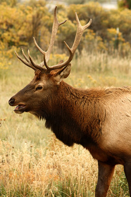 Elk 2008-10-14