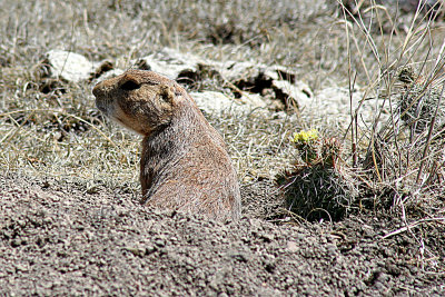 Black-tailed Prairie Dog 2006-06-12