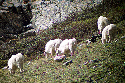 Mountain Goat 2008-06-17