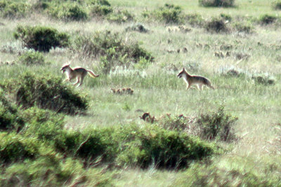 Swift Fox 2008-06-21