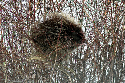 North American Porcupine 2006-12-24