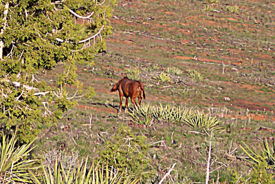 Wild Horse 2008-05-08