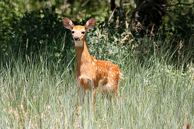 2005 Mammal Photos