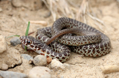 'Western' Yellow-bellied Racer 2013-08-10