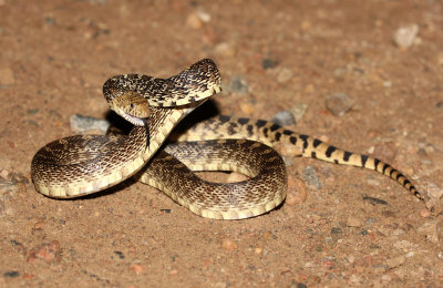 Bullsnake 2013-08-02