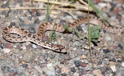 Great Basin Gopher Snake 2013-08-09