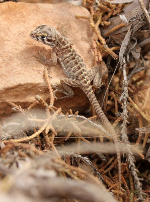 Longnose Leopard Lizard 2013-08-10