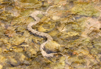 Northern Watersnake 2013-08-31