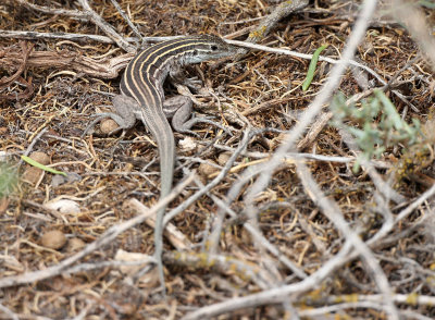 Plateau Striped Whiptail 2013-08-10