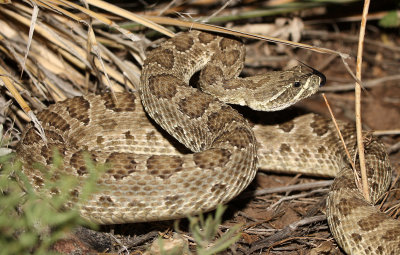 Prairie Rattlesnake 2013-08-06