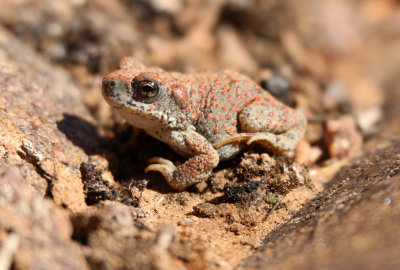 Red-spotted Toad 2013-08-10