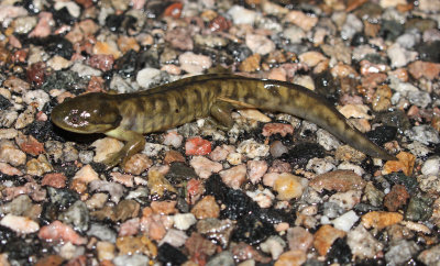 Tiger Salamander 2013-08-02