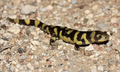 Tiger Salamander 2013-08-31