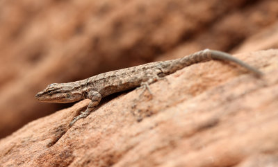 Tree Lizard 2013-08-10