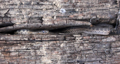 Western Terrestrial Garter Snake 2013-08-29