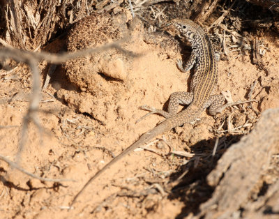 Western Whiptail 2013-08-10