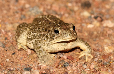 Woodhouse's Toad 2013-08-02