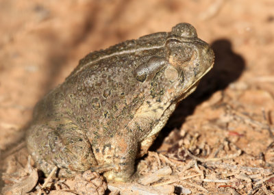 Woodhouse's Toad 2013-08-10