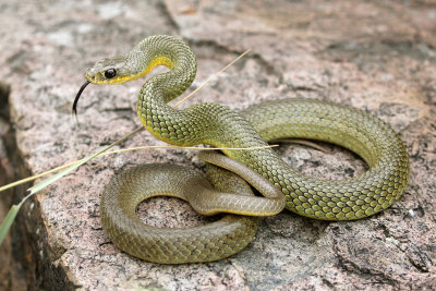 Yellow-bellied Racer 2013-08-06