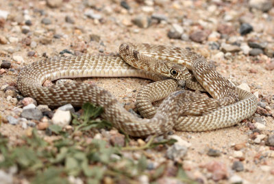 Coachwhip 2013-07-05