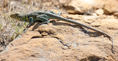 Collared Lizard 2013-07-05