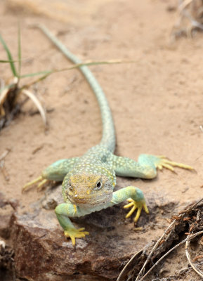 Collared Lizard 2013-07-05