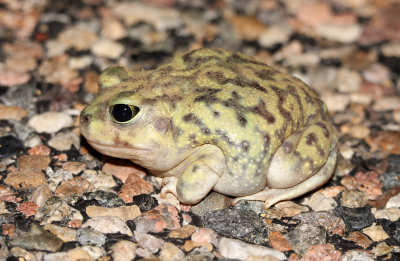 Couch's Spadefoot 2013-07-04