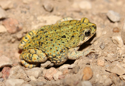 Green Toad 2013-07-05