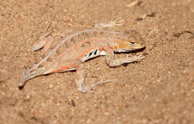 Lesser Earless Lizard 2013-07-11