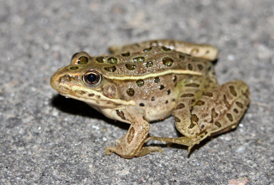 Northern Leopard Frog 2013-07-12