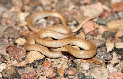 Plains Black-headed Snake 2013-07-04