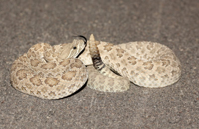 Prairie Rattlesnake 2013-07-05