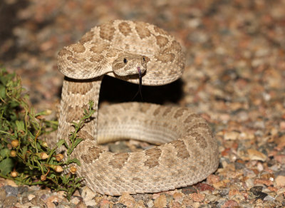 Prairie Rattlesnake 2013-07-06