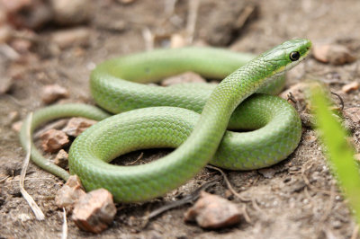 Smooth Green Snake 2013-07-06