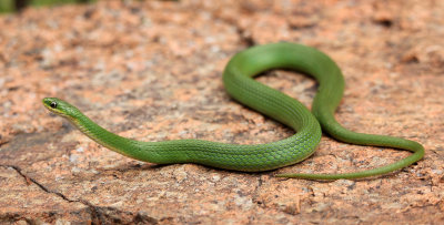 Smooth Green Snake 2013-07-06