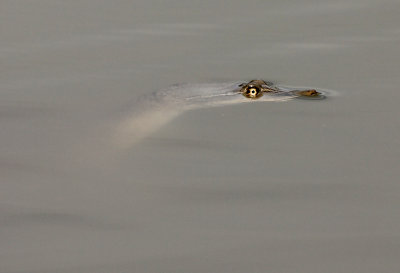 Spiny Softshell 2013-07-05