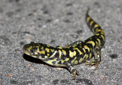 Tiger Salamander 2013-07-27