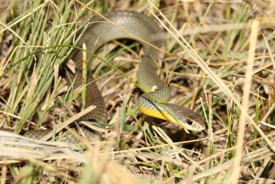 Yellow-bellied Racer 2013-07-08
