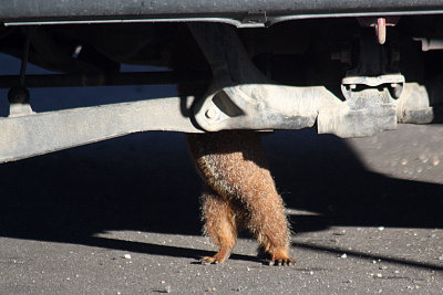 2011 Mammal Photos