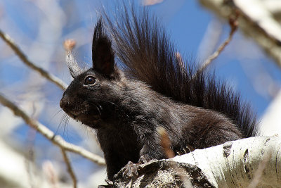 Abert's Squirrel 2012-04-24
