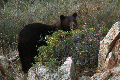 Black Bear 2012-09-09