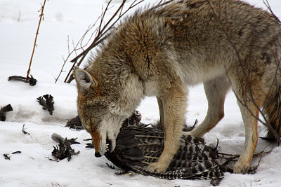 Coyote 2012-01-28