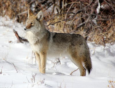 Coyote 2012-12-26
