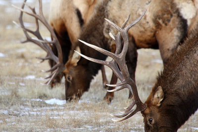 Elk 2012-01-28