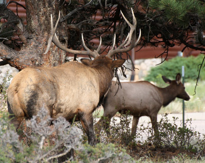 Elk 2012-09-02