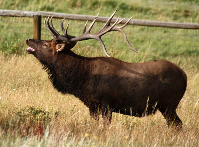 Elk 2012-09-02