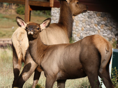Elk 2012-09-02